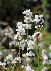 Closeup of New Zealand satin flower blooms, Somerset, England