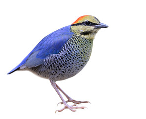 blue bird male of blue pitta fully standing, hydronis cyaneus isolated on white background