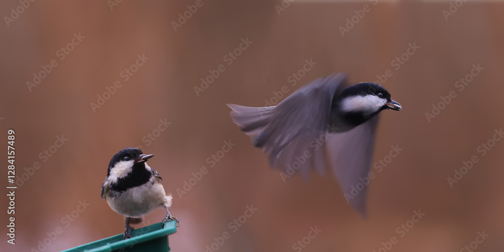 Wall mural a pair of black-headed tit near a feeder with seeds in their beaks... one of them flies away..