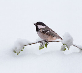 Black-headed tit on a snow-covered branch of a bush.....among the white snow.