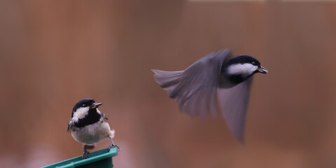 A pair of Black-headed tit near a feeder with seeds in their beaks... One of them flies away..