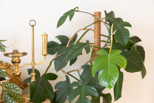 Philodendron squamiferum next to a golden lamp as an indoor decorative item
