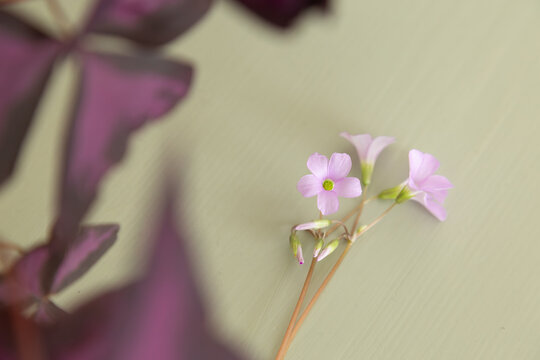 Focus on the small blossom of an oxalis triangularis