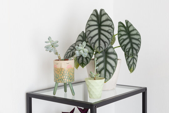 Alocasia Silver Dragon on a black glass shelf next to two small succulent plants, one of them in a plant pot with a face and the other one in a small geometric planter in mint color.