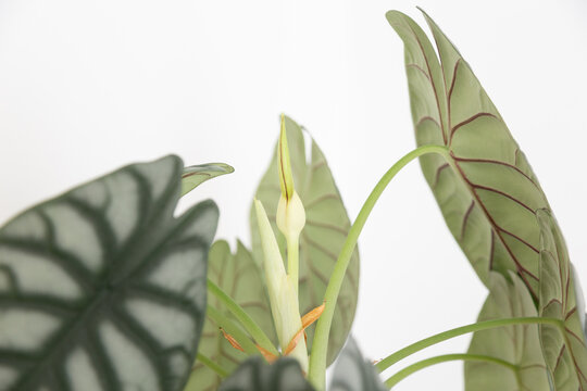 Alocasia silver dragon leaves and a seed pod growing in between