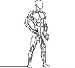 Anatomical Line Drawing of a Standing Man
