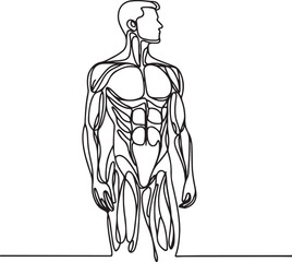 Anatomical Line Drawing of a Standing Man