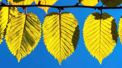 Obraz premium Autumn leaves branch against blue sky, nature background