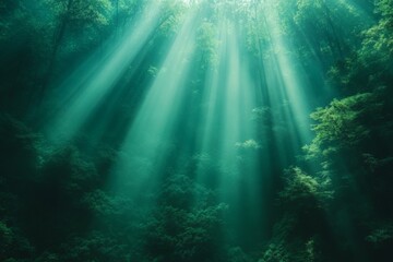 Obraz premium Sunlight filters through trees in a serene forest landscape during early morning hours