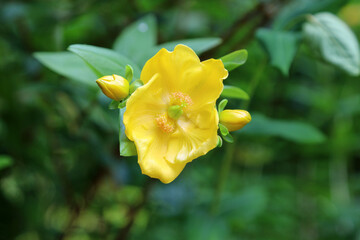 Macro image of a St John's Wort Gold Cup bloom, Somerset, England
