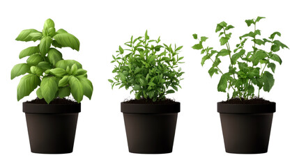 Fototapeta premium fresh herbs in a pot