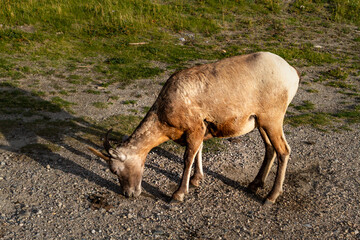 Canadian Rockies. Wild Bighorn Sheep ( Ovis Canadensis ) Jasper National Park, Alberta, Canada
