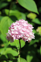 Fototapeta premium Sunlit pink Hydrangea bloom, Somerset, England 