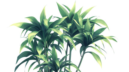 palm tree isolated on white