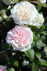 Two pink Evergreen Rose blooms, Somerset, England
