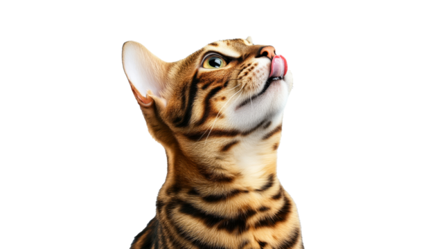 Elegant Bengal cat with playful demeanor