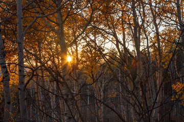 Naklejka premium A forest of aspen trees in autumn, with white trunks and vibrant orange and yellow leaves. Sunlight filters through, casting a warm glow and creating an idyllic, peaceful atmosphere.