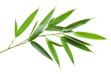 Lush green bamboo branch in nature