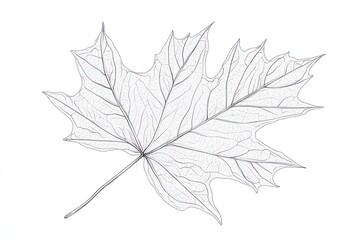 Fototapeta premium Skeletonized Maple Leaf on White Background