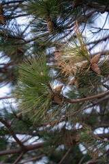 Naklejka premium Close-up view of pine cone on branch, surrounded by green pine needles