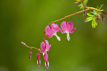 close up of bleeding heart flower
