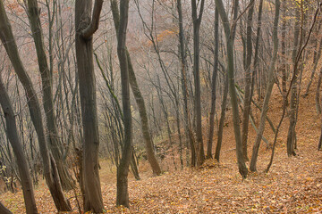 Autumn landscape. A deciduous forest in late fall