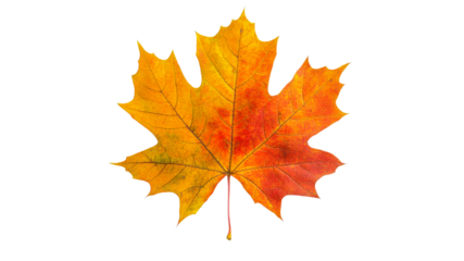 Colorful autumn maple leaf on a white background