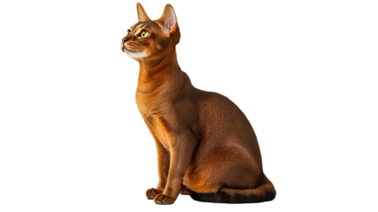 Alert brown cat with green eyes