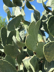 Cactus plants thriving in bright sunlight in a desert landscape during midday hours