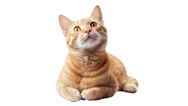 Curious orange cat relaxing inside