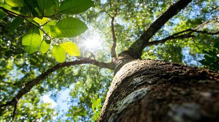 Majestic view of a tree from below with sunlight filtering through the leaves in a lush green forest : Generative AI