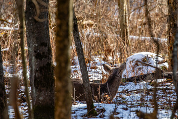White-tailed deer (Odocoileus virginianus) bedded down in a Wisconsin forest in January