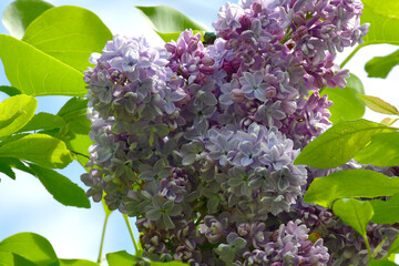 A blooming lilac bush in the garden on a sunny spring day. Large inflorescences of lilac flowers close-up