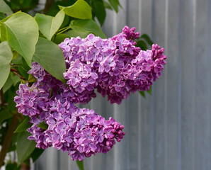 A blooming lilac bush in the garden on a sunny spring day. Large inflorescences of lilac flowers close-up