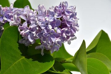 A twig of terry lilac on a white background. Lilac flowers close up. selective focus. without retouching and processing