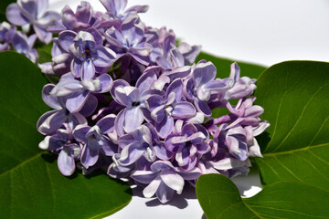 A twig of terry lilac on a white background. Lilac flowers close up. selective focus. without retouching and processing