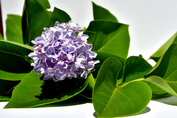 A twig of terry lilac on a white background. Lilac flowers close up. selective focus. without retouching and processing