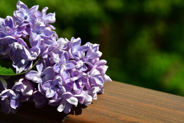 A branch of terry lilac lies on a wooden railing. Lilac flowers close up against a blurred background. Large inflorescences. selective focus. without retouching and processing