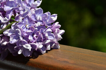 A branch of terry lilac lies on a wooden railing. Lilac flowers close up against a blurred background. Large inflorescences. selective focus. without retouching and processing