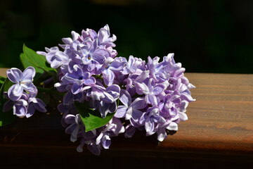 A branch of terry lilac lies on a wooden railing. Lilac flowers close up against a blurred background. Large inflorescences. selective focus. without retouching and processing