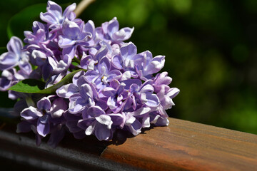 A branch of terry lilac lies on a wooden railing. Lilac flowers close up against a blurred background. Large inflorescences. selective focus. without retouching and processing