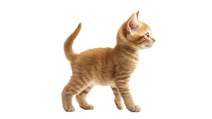 Cute orange kitten walking confidently in profile