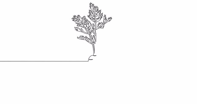 Self drawing line animation Carrot vegetable Growing carrot plant continuous one single line drawn concept video