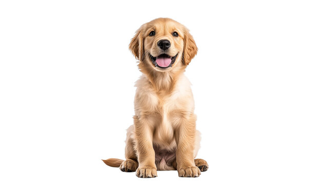 Golden retriever puppy sitting and smiling happily