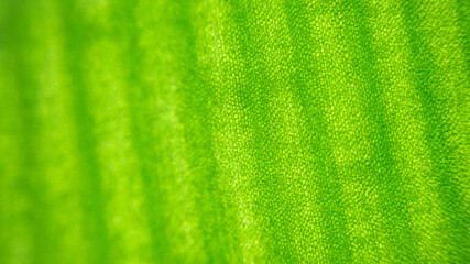 Cell Structure View of Leaf Surface Showing Plant Cells For Education. Leaf in Macro Shot...