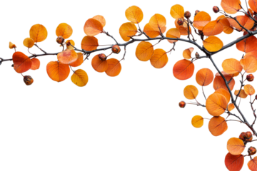 Beautiful orange leaves on a branch in autumn