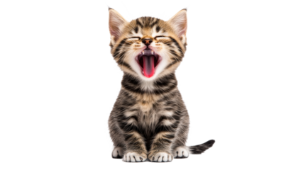 Playful kitten yawning in a bright space
