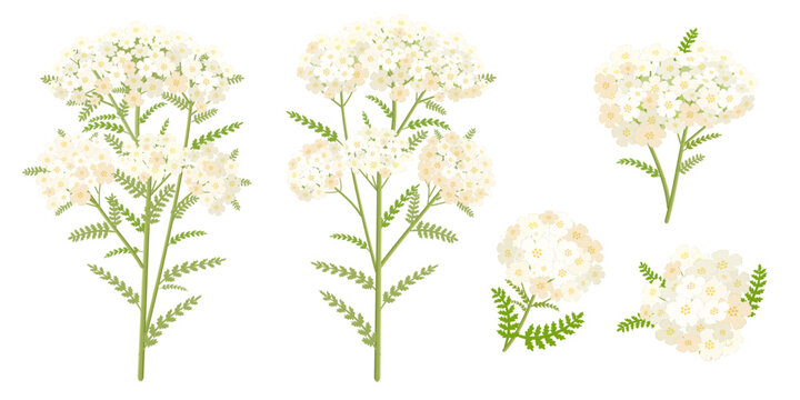 collection of blooming yarrow. set of milfoil wildflower. medicinal herbal achillea