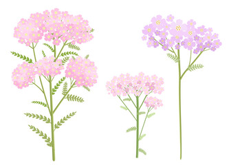 collection of blooming pink yarrow. set of milfoil wildflower. medicinal herbal achillea © Aloksa