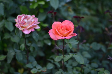 A close-up of two roses in full bloom, one pink and one red, surrounded by green leaves. The vibrant petals stand out in a soft-focus natural background.